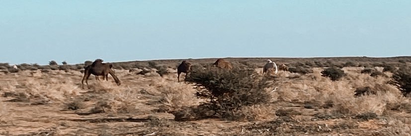 Mutair banner