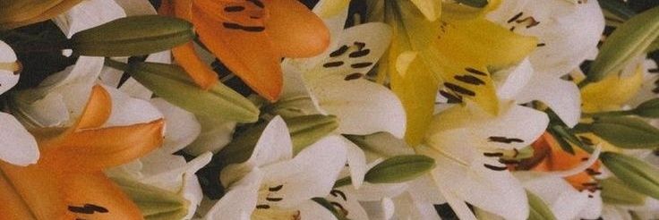 froot💌 banner