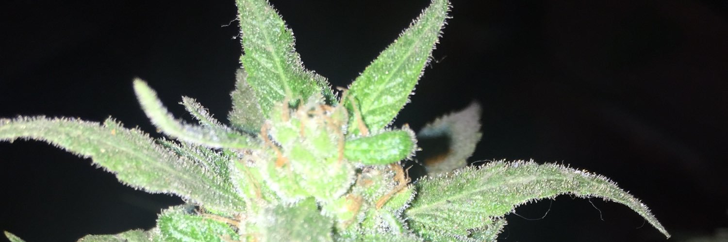 Green_Smoke's profile banner image