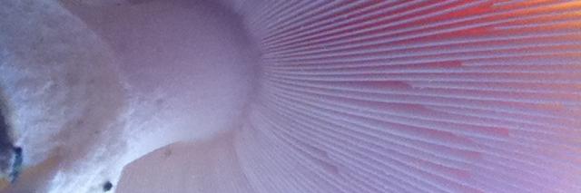 CaminaPregunta banner