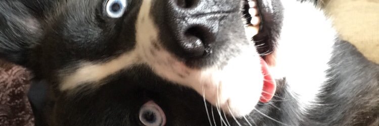 MosbyLemons's profile banner image