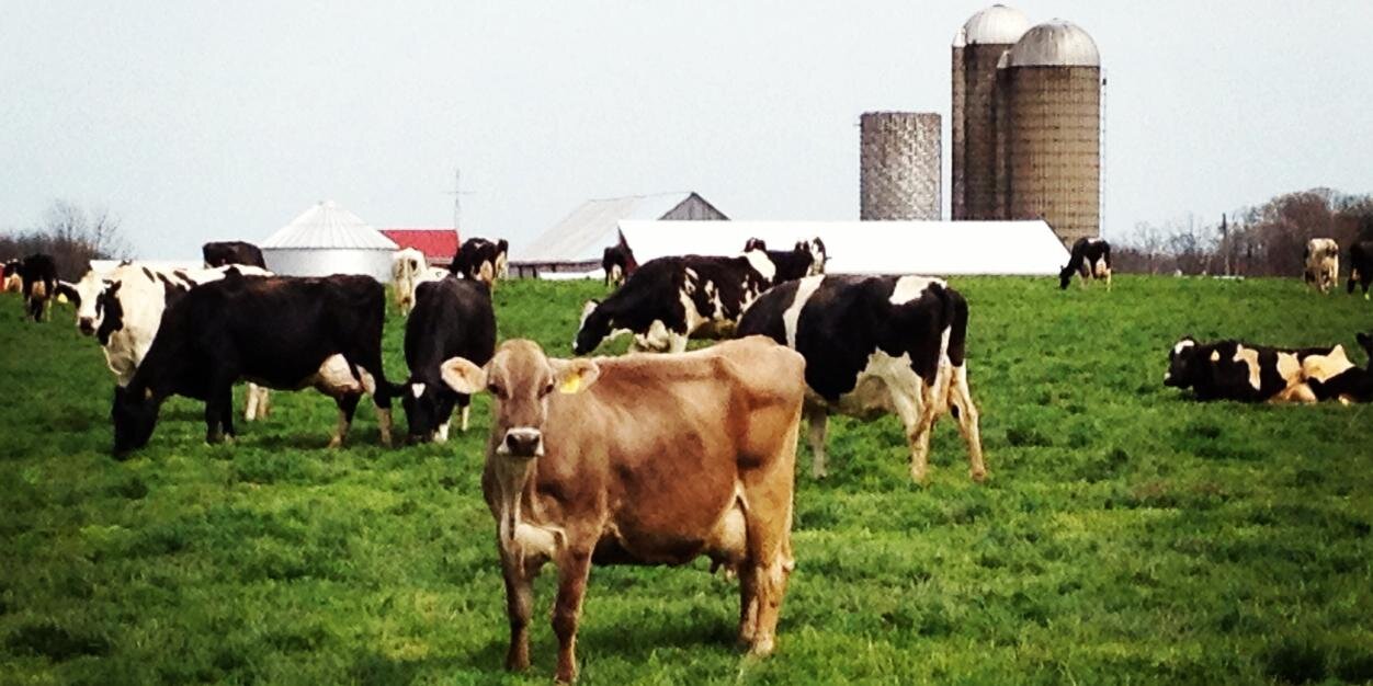 Indymilkmaid's profile banner image