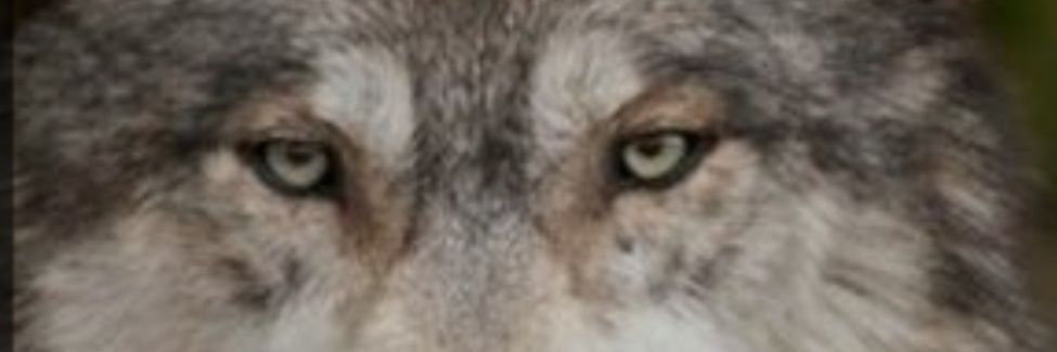 forever_wolves's profile banner image
