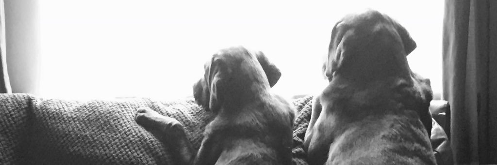 Wally_Moose's profile banner image