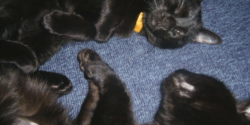 cat_chick10's profile banner image