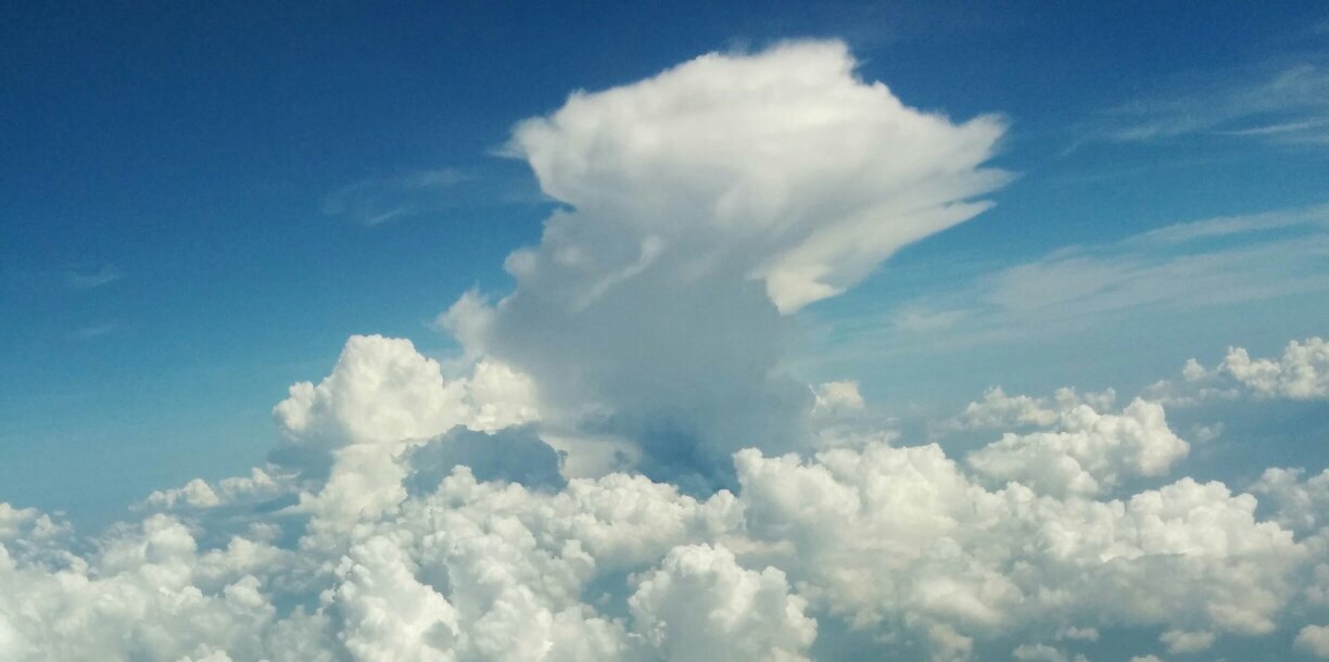 Biru Daun 🇵🇸 banner