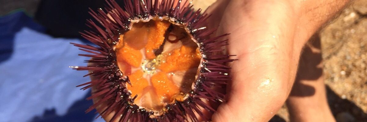 Josep Maria Ticxungo banner