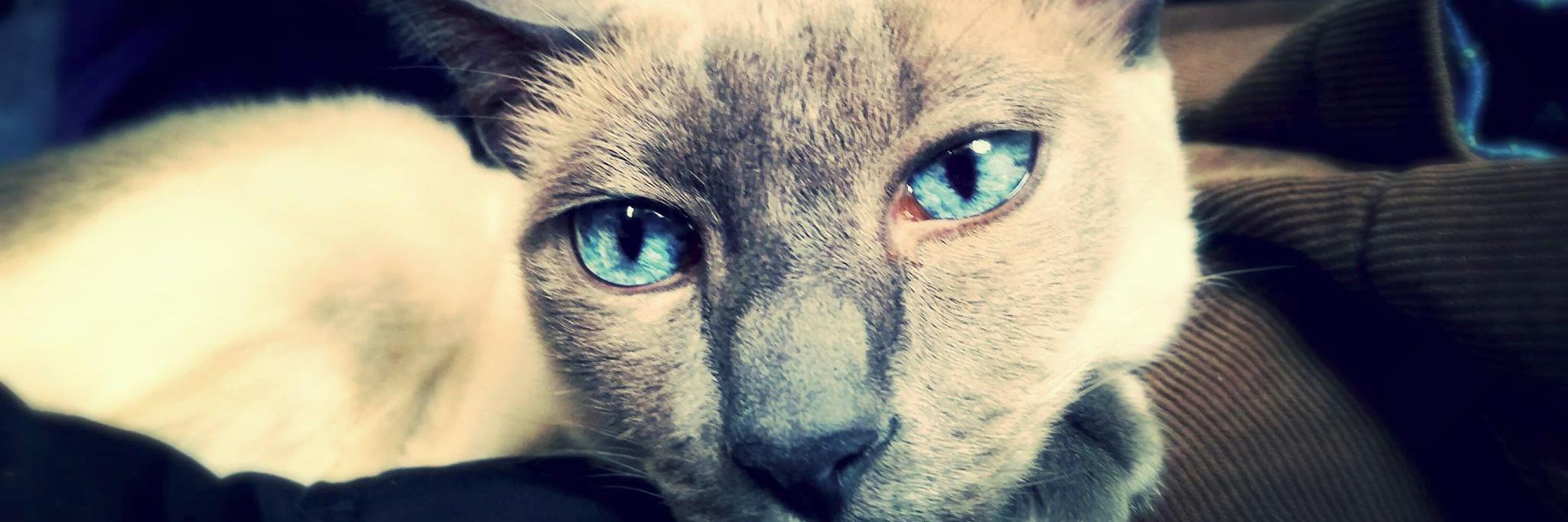 TyeMeow's profile banner image