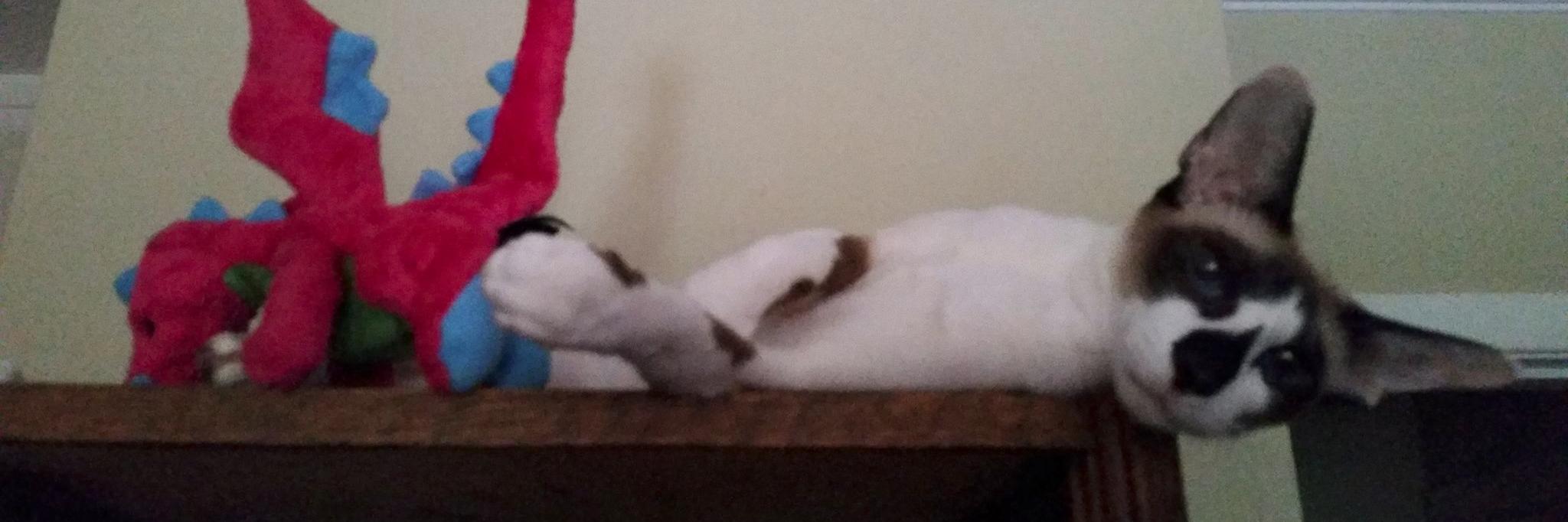 KalimaCat's profile banner image
