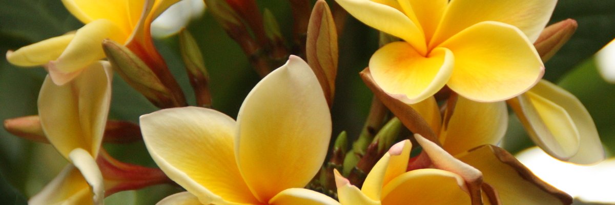 RoyBerkholst's profile banner image
