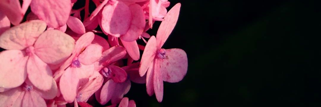 Tatianago1's profile banner image