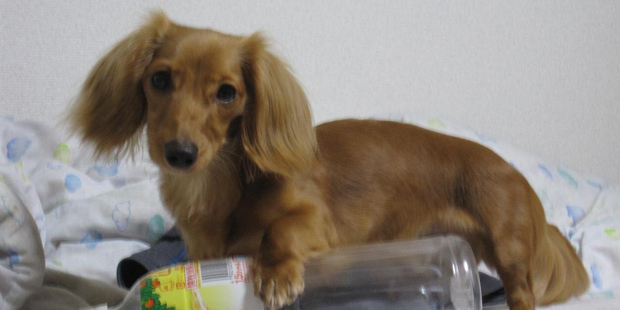 仁木@ヤドンだいすきくらぶNo,25 banner