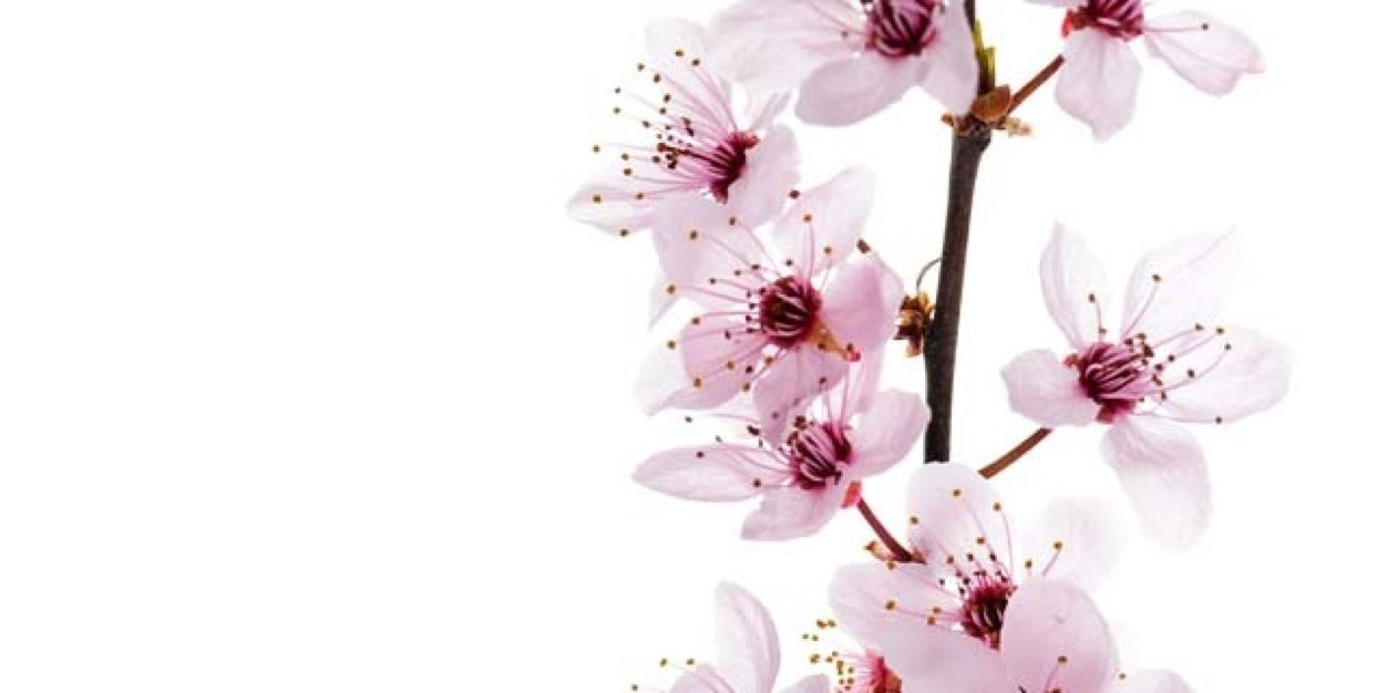 JuliaBallou's profile banner image