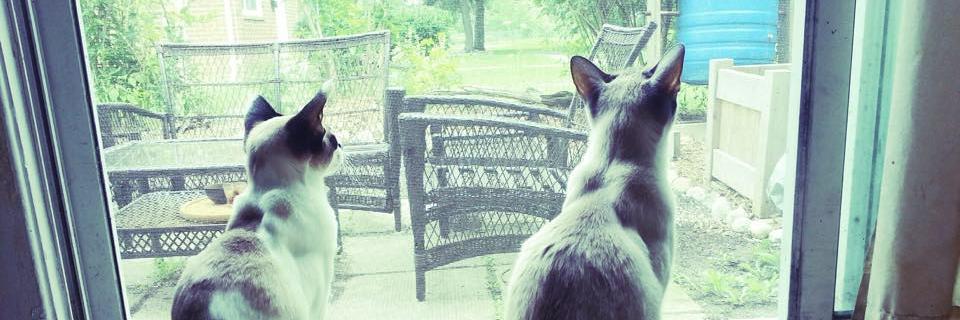 FelineDuo's profile banner image