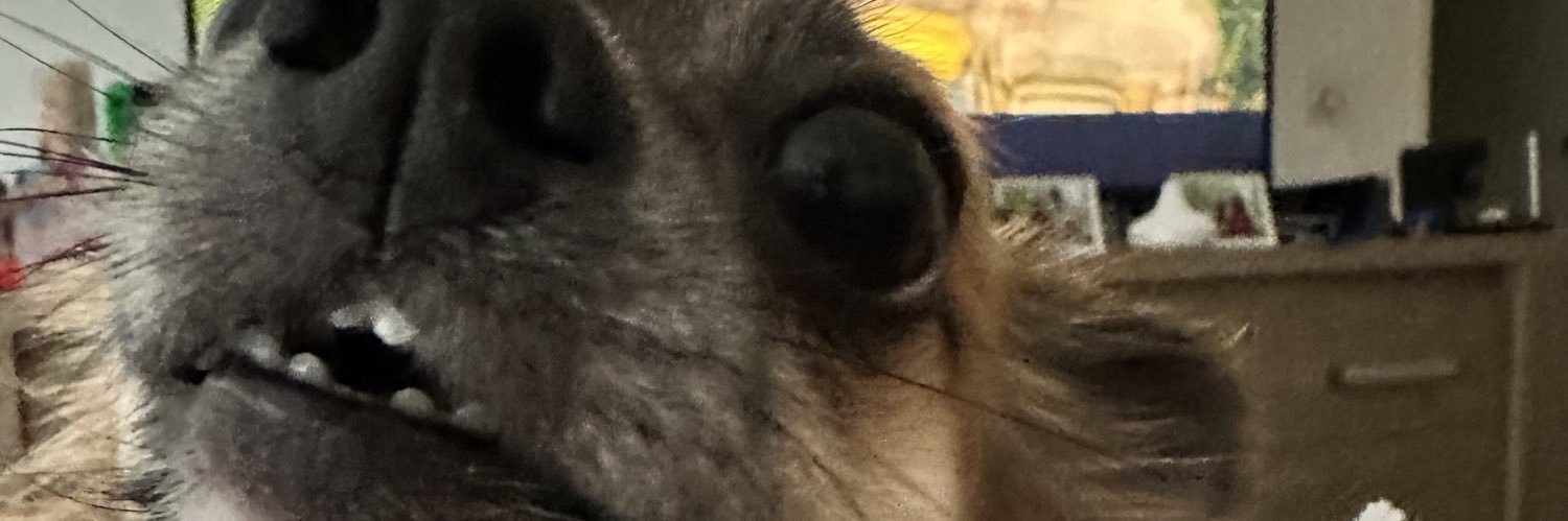 laauramnz's profile banner image