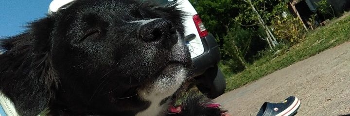 JuliMello95's profile banner image