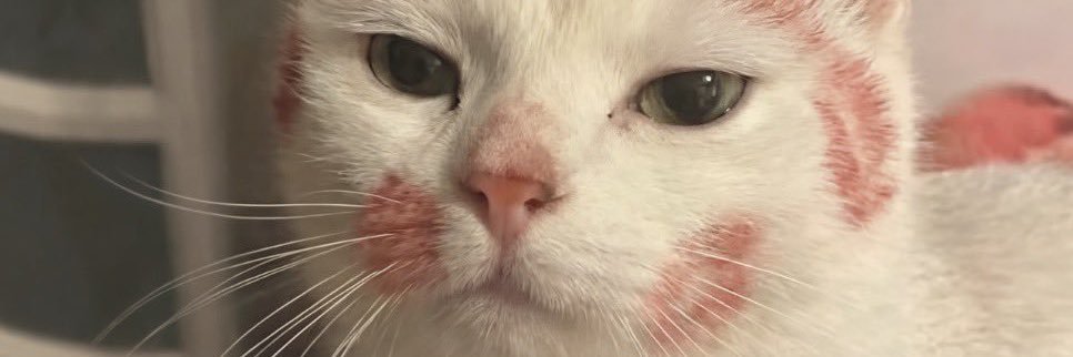 MoPotatoPlease's profile banner image