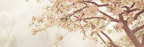 FloralTweek's profile banner image