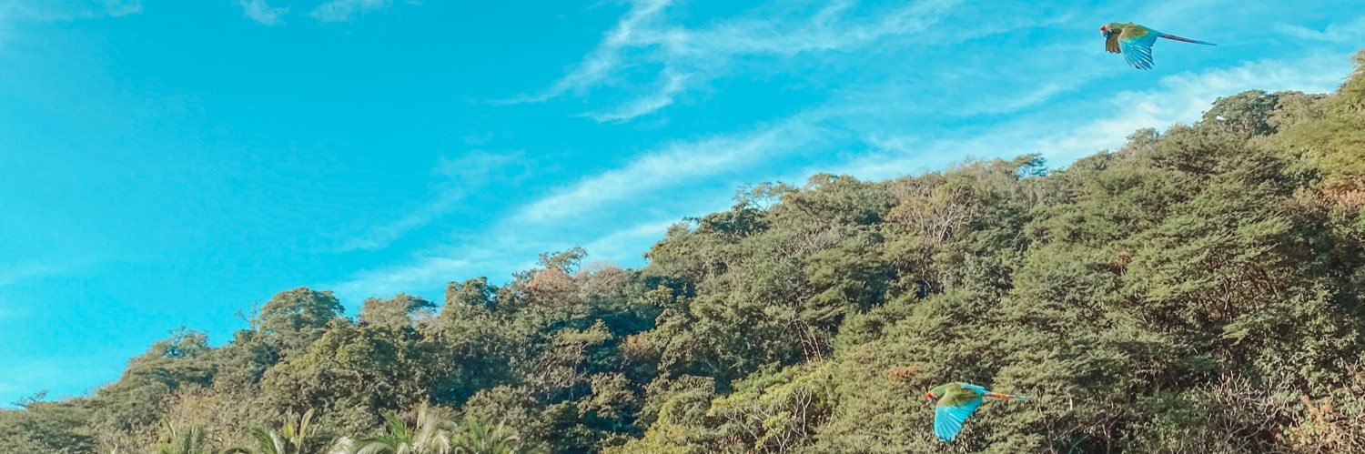 alli palashniuk banner