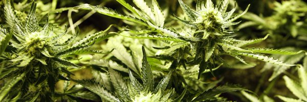 Weed4Ohio Profile Banner