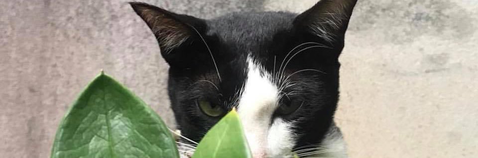 SoDA (ᓀ‸ᓂ) Promise🍀 banner