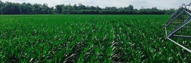 Chris P. Bacon banner