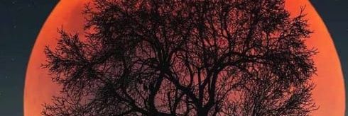 holareh's profile banner image
