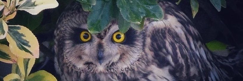 intheamomintsje banner