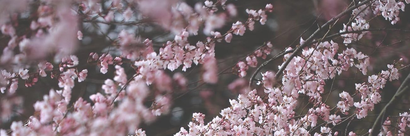 Norah_alothaim's profile banner image