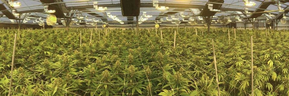 ____Cannabis's profile banner image