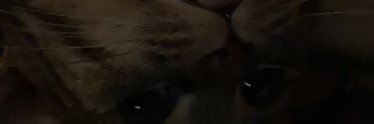 spookybeans1347's profile banner image
