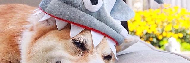 FluffyParadise's profile banner image