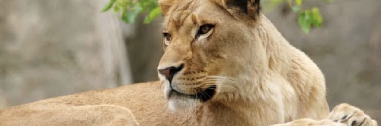 TheRealStacy2's profile banner image