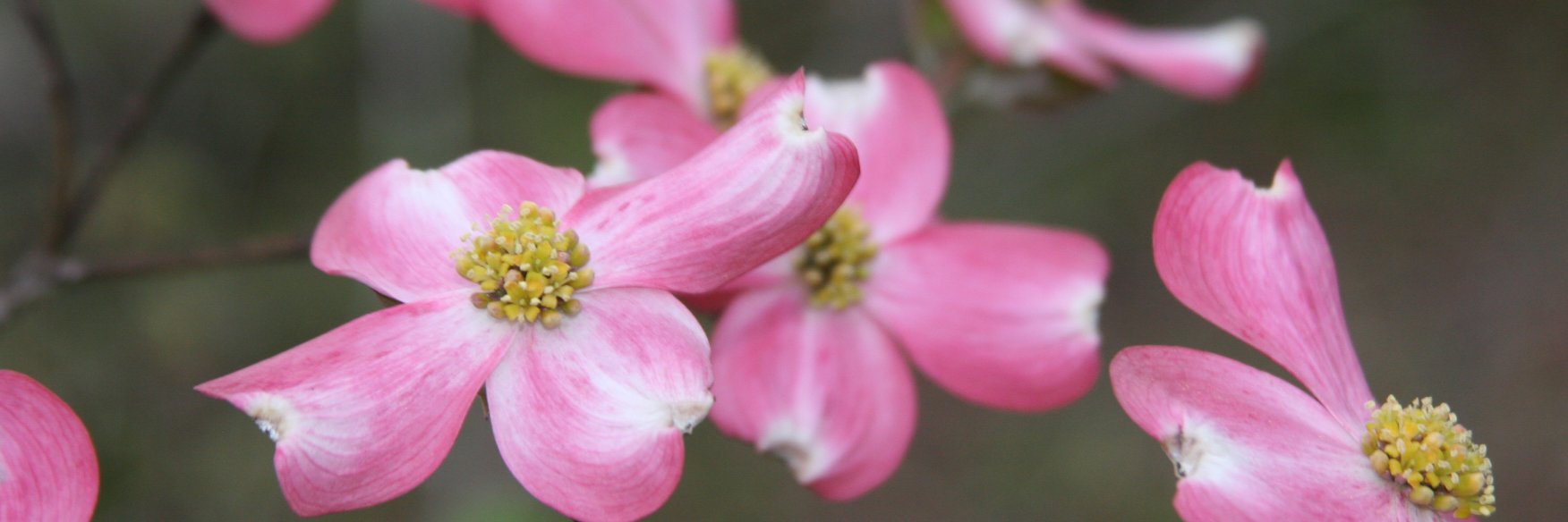 Kirsten Mustain banner