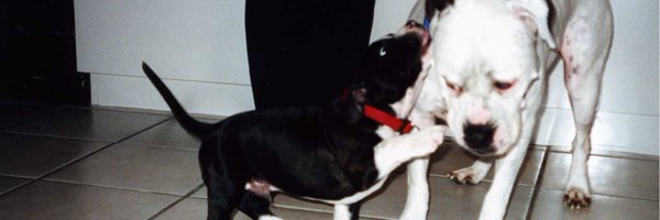 Curious_Goss Profile Banner