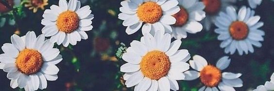 FannyBananie's profile banner image