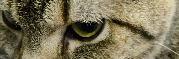 tp_tmn Profile Banner