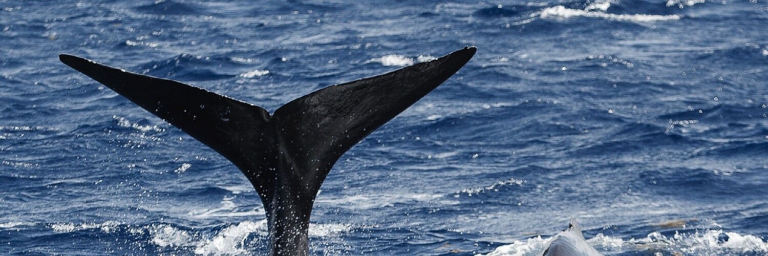 grumpy old Git banner