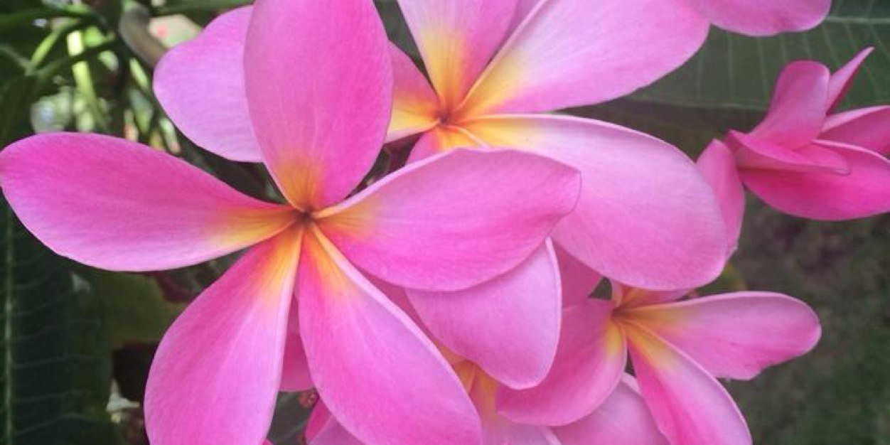 SamiLee_'s profile banner image
