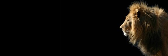 Negueebaa's profile banner image