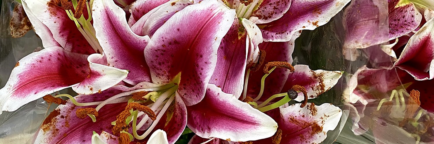 vicribeiroag's profile banner image