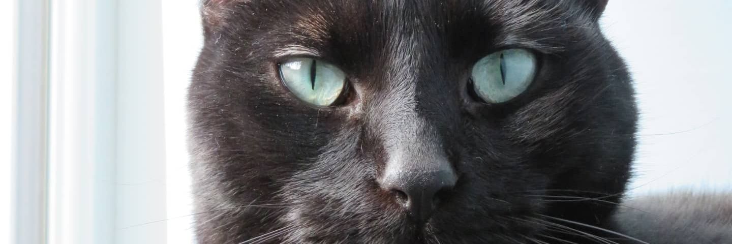 LittleCatWin's profile banner image