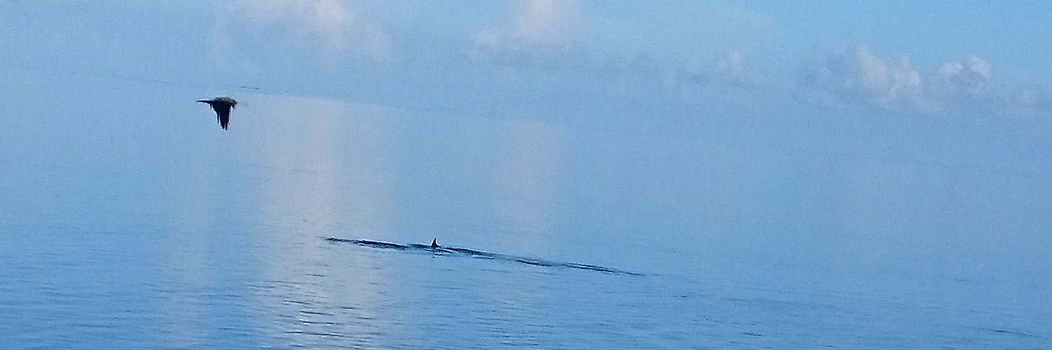 Roxie Pearson banner