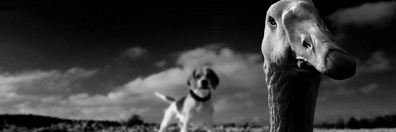 spazmodic's profile banner image