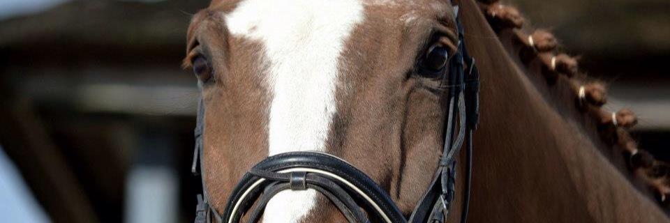 corine2012's profile banner image