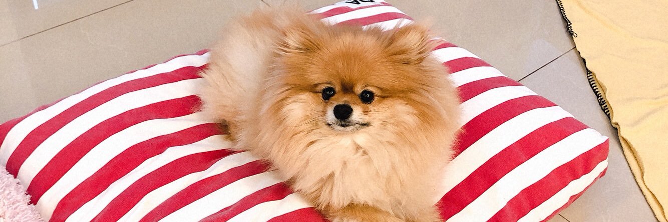jijingya's profile banner image