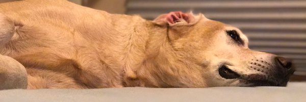 sw424 Profile Banner