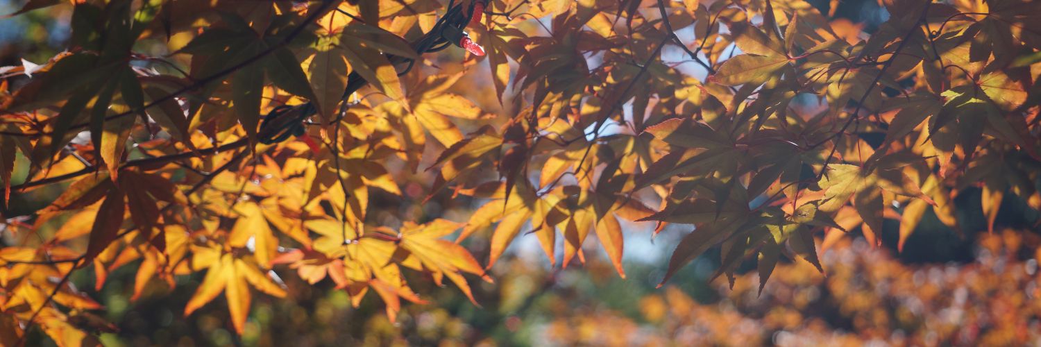 AlexDiane24's profile banner image