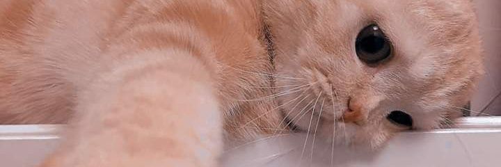 HafizeDurmus's profile banner image