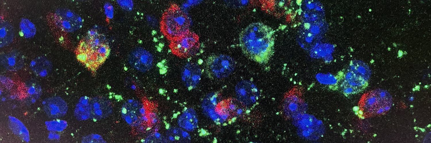 Roberta Haddad-Tovolli banner